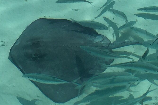 3-hour-private-snorkeling-in-marathon-florida-2