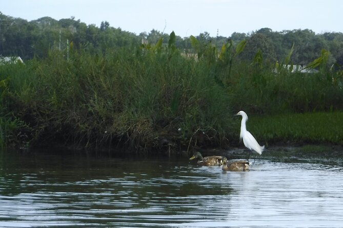 3-hour-see-crystal-river-wildlife-safari-boat-cruise