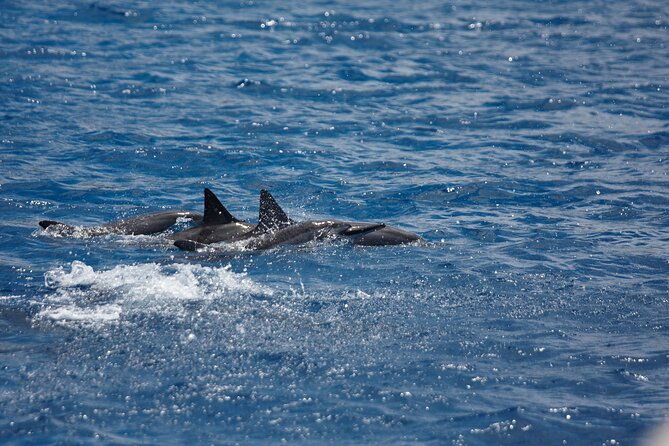 3-hour-small-group-maalaea-luxury-snorkel-cruise-tour-2