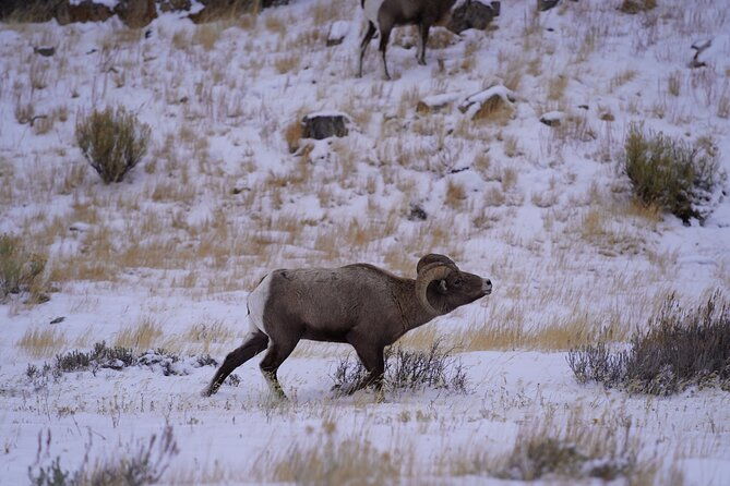 3-hours-private-tour-grand-teton-national-park-jackson-hole