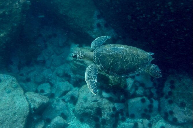 3-hours-snorkel-and-swim-with-turtles-tour-at-tijuca-islands