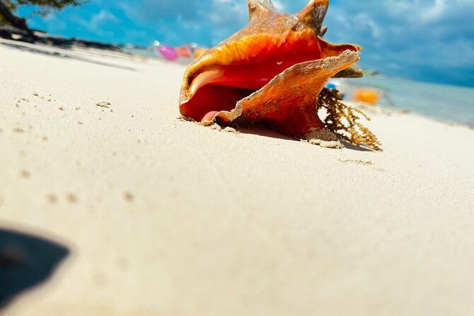 3hr-clear-kayak-mangrove-and-iguana-island-tour-in-leeward
