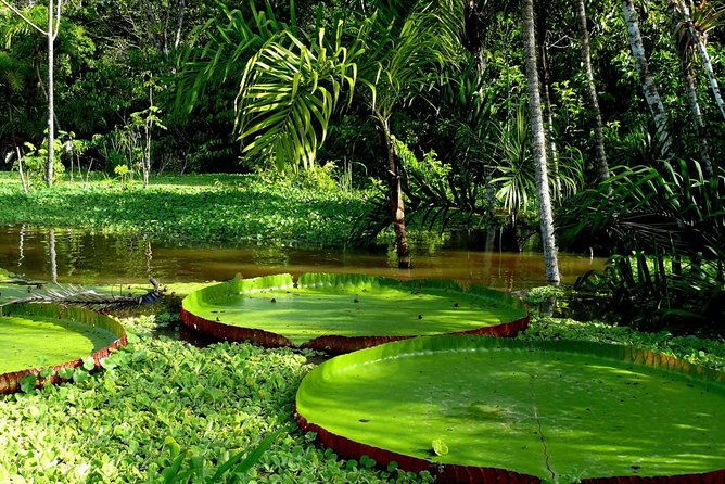4-day-amazon-jungle-tour-at-eco-amazonia-lodge