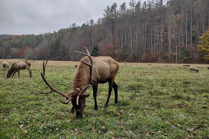 4-hr-utv-eco-elk-wilderness-adventure-2