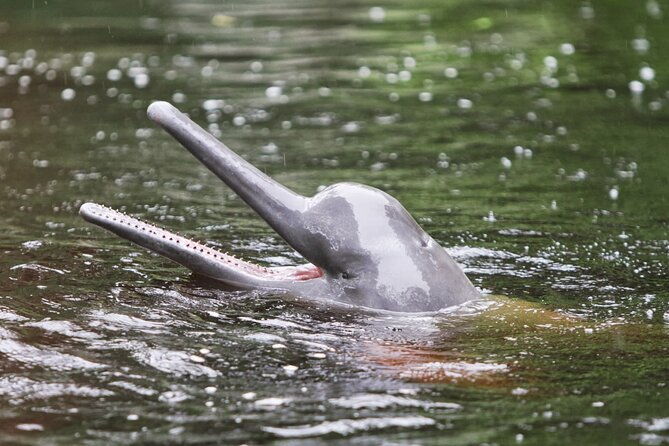 5-day-all-inclusive-guided-jungle-tour-from-iquitos-at-maniti-eco-lodge