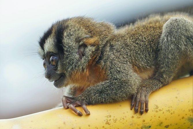 5-day-wildlife-of-the-pacaya-national-park-from-iquitos