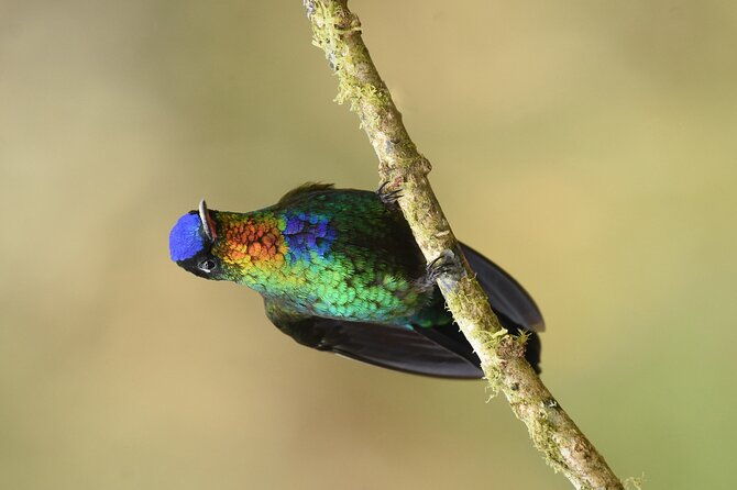 5-hour-birdwatching-and-photography-tour-in-monteverde