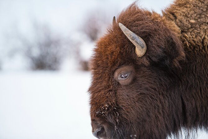 5-person-full-day-private-yellowstone-tour-picnic-binoculars-scope-huge-van