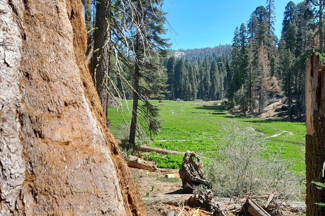 5-star-rated-sequoia-national-park-tour-2