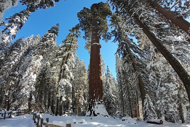 5-star-rated-winter-private-tour-in-sequoia