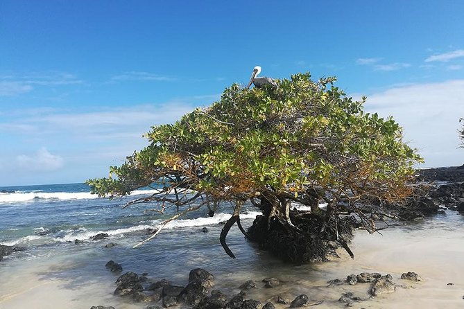 8-day-galapagos-adventure-in-san-cristobal-santa-cruz-isabela