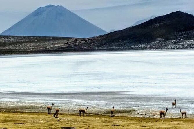 8-hours-tour-in-arequipa-laguna-de-salinas-with-pick-up