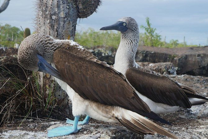 9-day-colonial-quito-galapagos-island-hopping