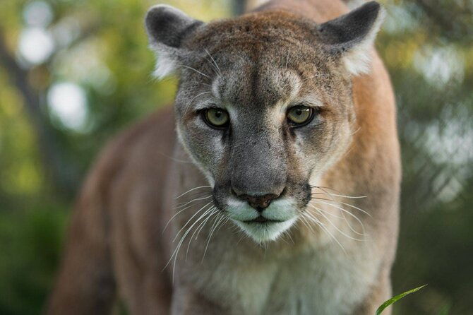 admission-ticket-to-las-pumas-rescue-center