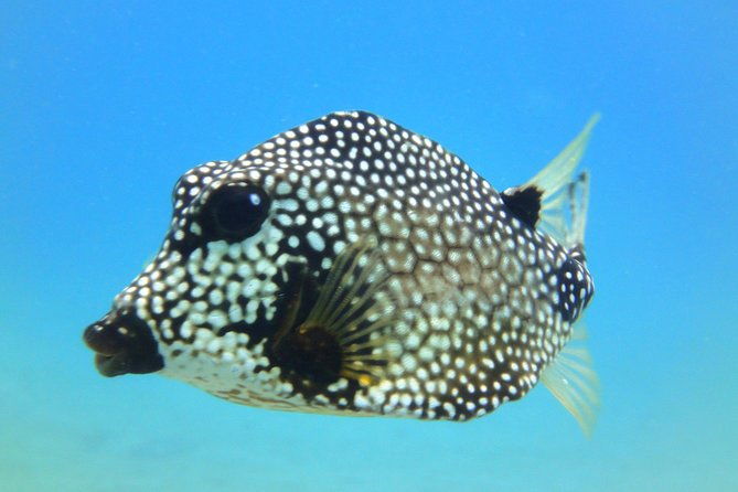 afternoon-snorkeling-adventure-in-st-thomas