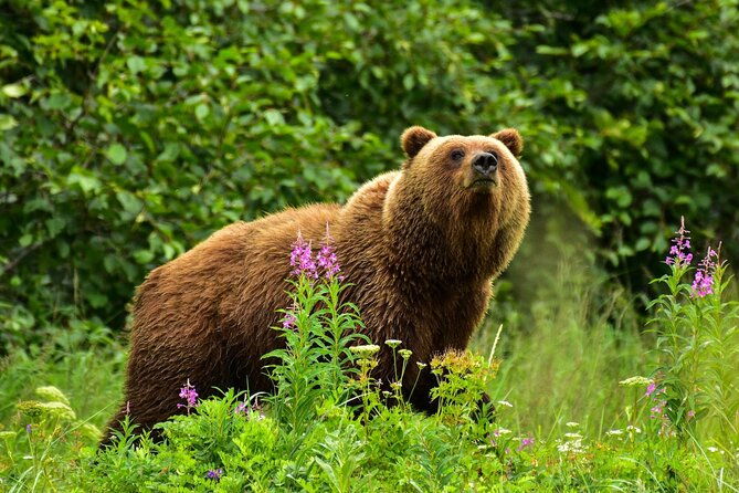 alaska-bear-viewing-adventure-from-seward
