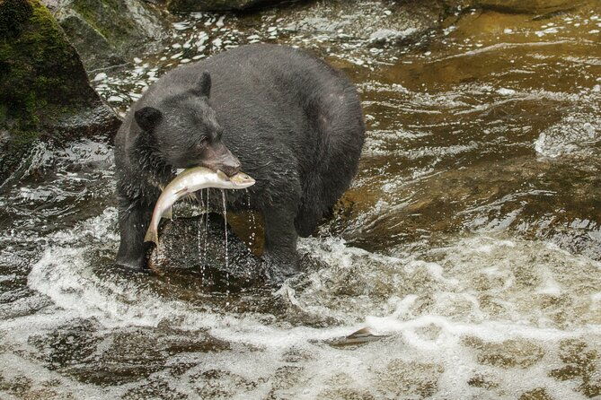 alaskan-bear-encounter-by-land-sea-2