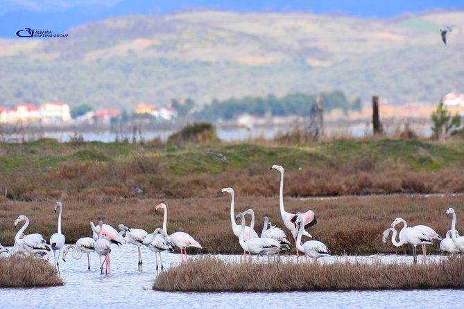 albania-birdwatching-kayaking-bicycle-national-park-divjaka-karavastaarg