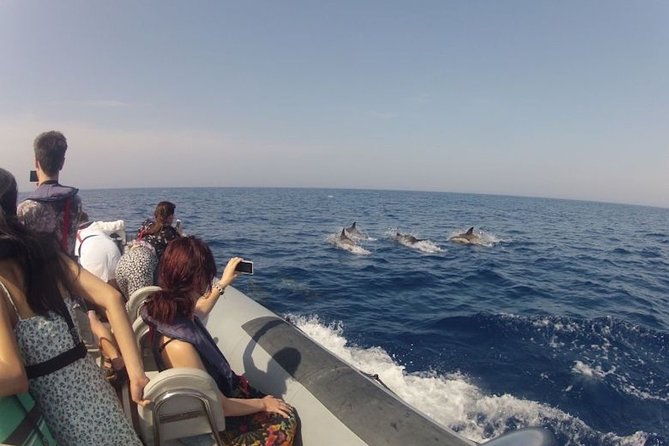 algarve-dolphin-watching-marine-life-eco-tour-2