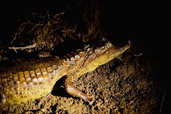 alligators-night-watch