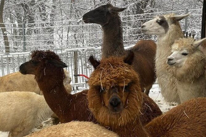 alpaca-and-llama-hike-moedling-near-vienna