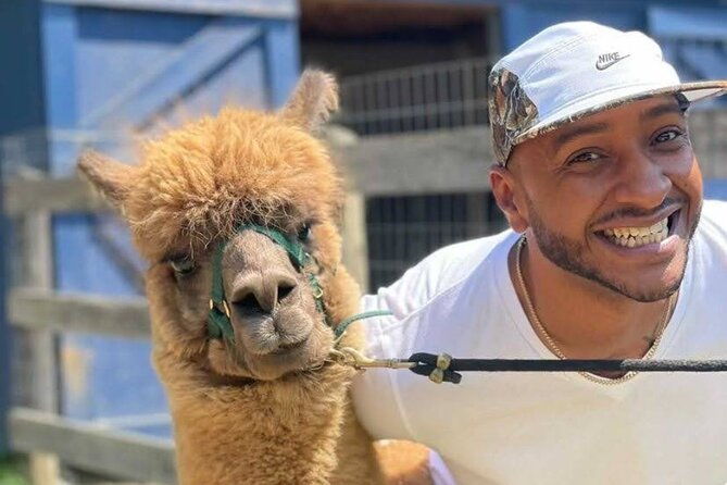 alpaca-and-llama-trek-in-pleasant-valley