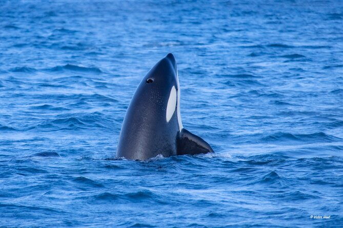 alta-fjord-whale-watching-on-a-heated-boat
