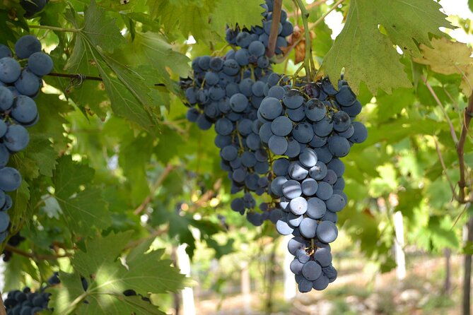 amarone-della-valpolicella-wine-experience-meet-the-vogadori-family