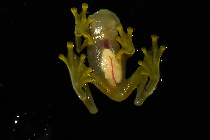 amazing-red-eyed-frog-night-walk-la-fortuna