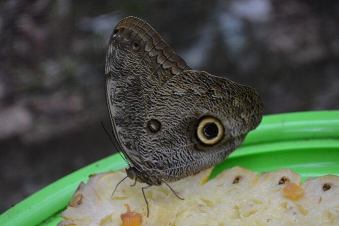 amazon-natural-museums-combo-inpa-and-musa