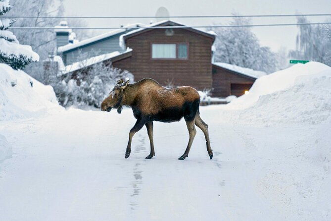 anchorages-winter-city-tour-samples-stops-wildlife