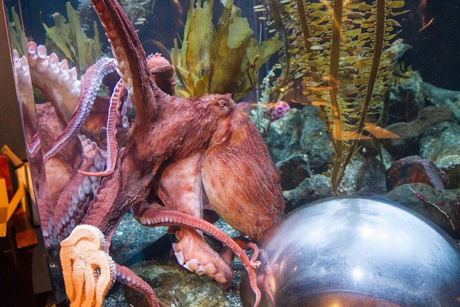 aquarium-of-the-bay-general-admission-ticket