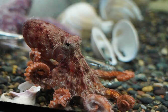 aquarium-of-the-bay-vip-experience