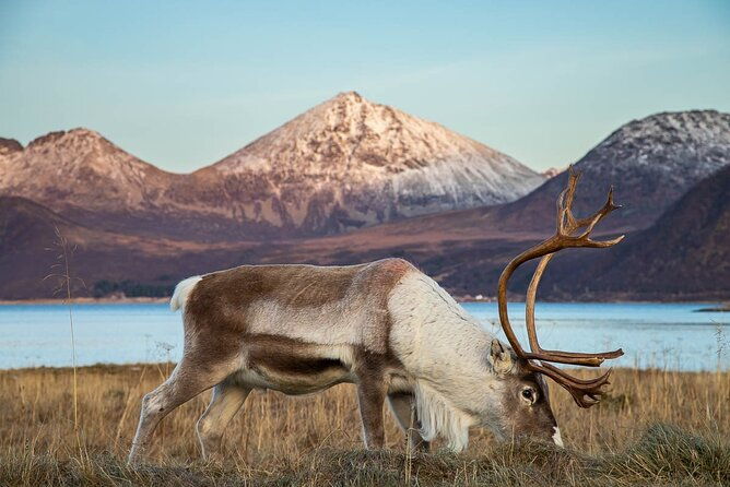 arctic-landscapes-hiking-tour-sightseeing-snowshoeing-tromso