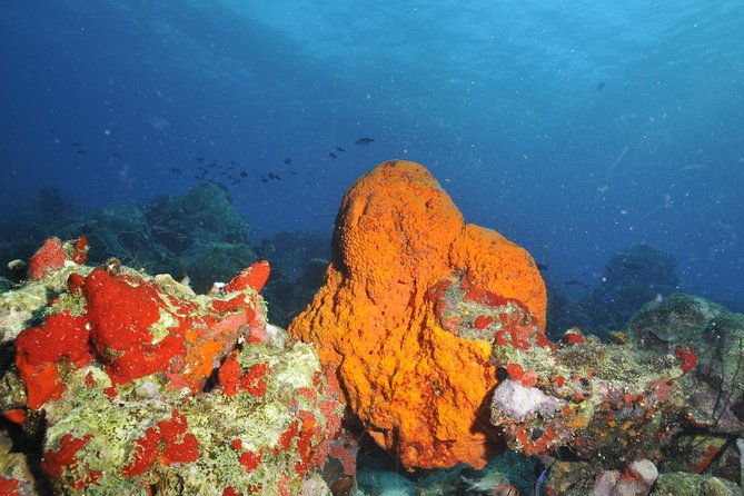 aruba-2-tank-guided-dive-for-certified-divers