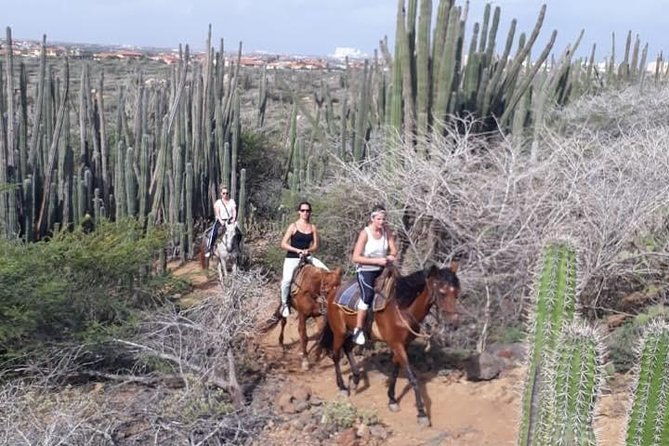 aruba-25-hrs-horseback-riding-for-advanced-riders