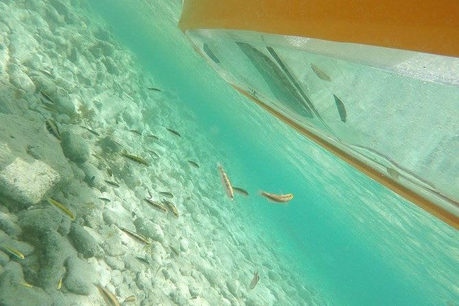 aruba-glass-bottom-kayak-tour-through-the-mangrove-forest