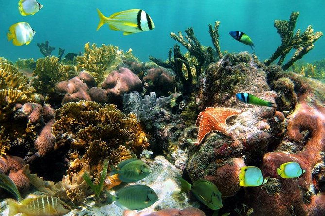 aruba-snorkeling-tour-mangel-halto-and-baby-beach