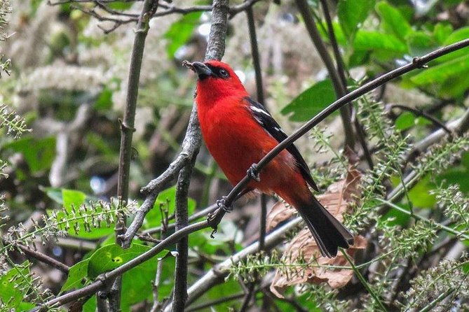 atitlan-hiking-and-birding-day-tour-from-antigua