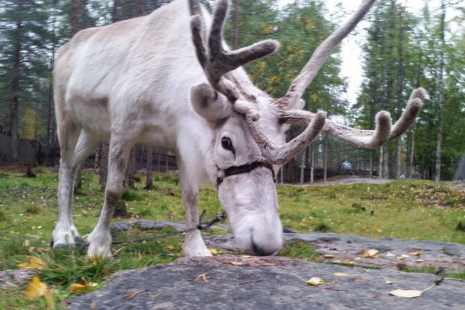 authentic-reindeer-farm-experience-in-rovaniemi