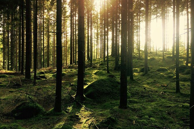bainbridge-island-serenity-forest-hike-cultural-landmarks-tour