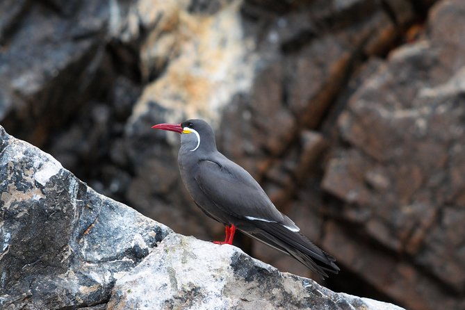ballestas-islands-group-tour-from-paracas