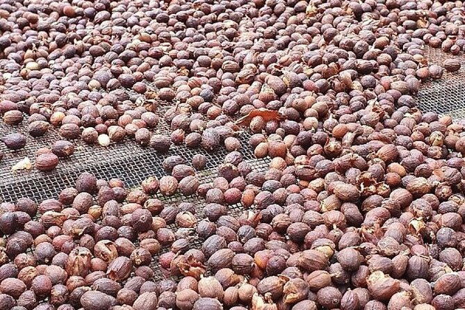 banana-museum-rum-distillery-winery-with-tasting-premium-tour