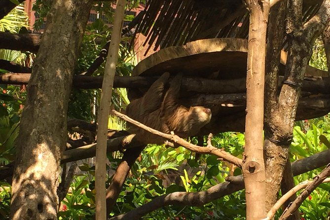 beach-mountain-sloth-refuge-buggy-tour