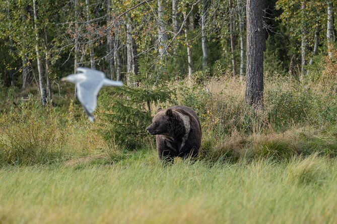 bear-and-arctic-animals-2-day-trip-from-rovaniemi