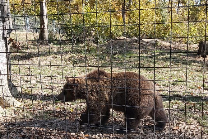 bear-sanctuary-zarnestibran-castlerasnov-fortres-w-hotel-pickup