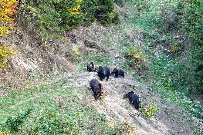 bear-watching-in-brasov-observe-wild-bears-from-a-hideout