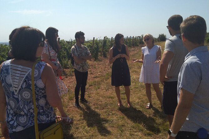 beaujolais-wine-tour-tastings-gourmet-picnic-lunch