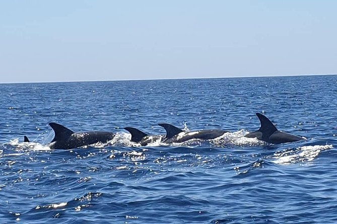 become-a-dolphin-protector-lisbon-eco-dolphin-watching