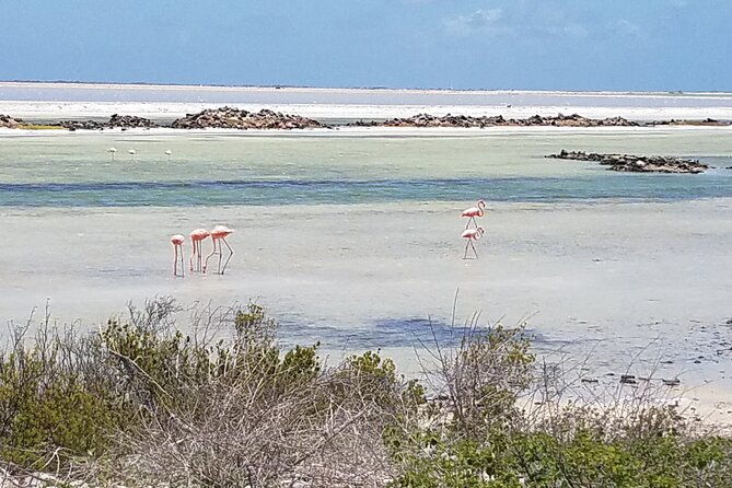 best-of-bonaire-full-island-tour-with-a-local